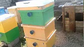 ПАСЕКА на РОЯХ # Apiary for swarms