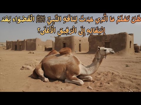 قصة القصواء ناقة الرسول ﷺ التي ماتت حزنا عليه The Story Of The Prophet S Camel AS Al Qaswa 