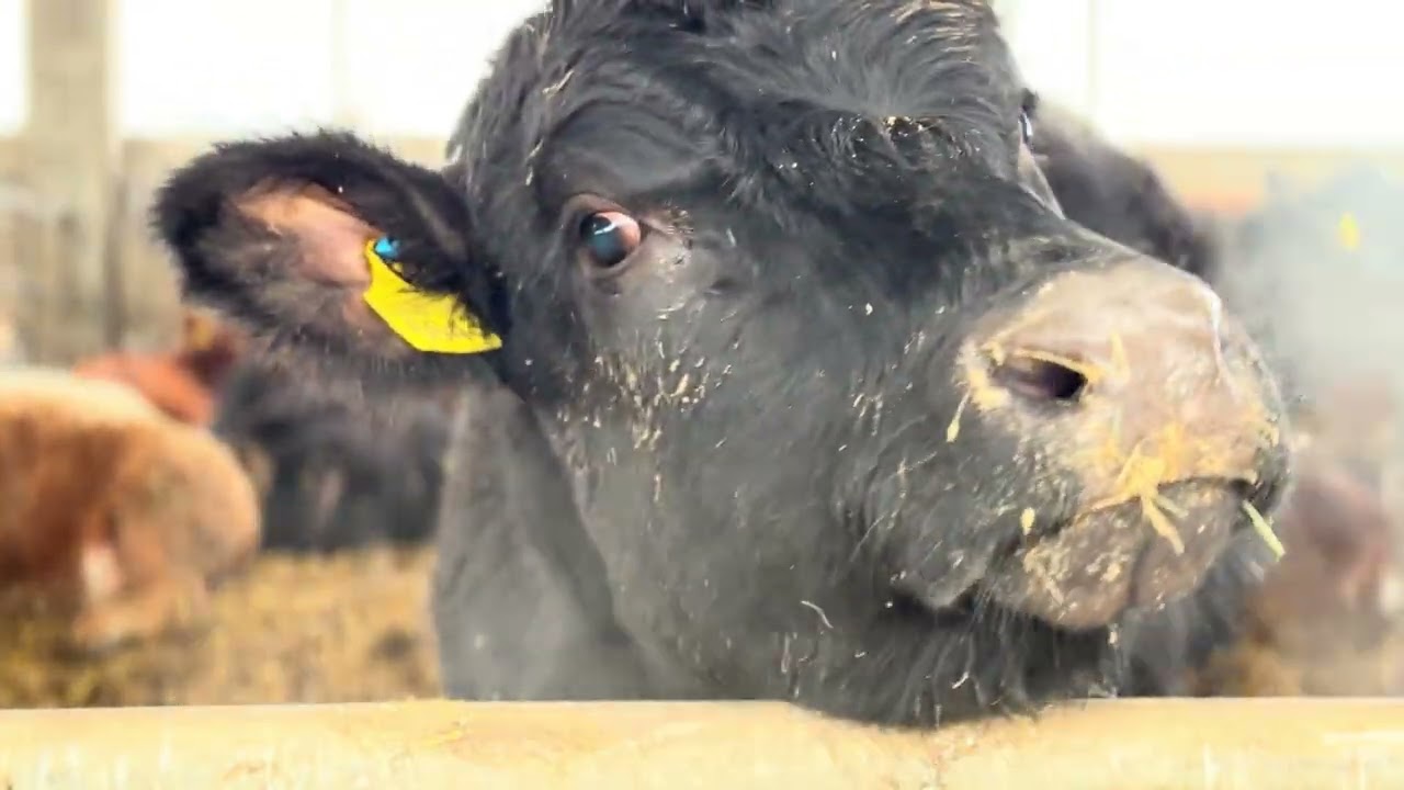 Canadian #Bulls | Exceptional Premium #Beef