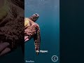 Sea Turtle Swims Up for Help - Unexpected Rescue 🐢