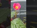 #shortvideo #trending #youtubeshorts #explorepage