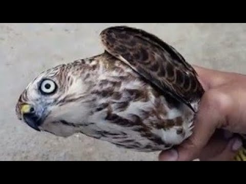 falcon price in india