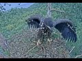 7.07.2025 Камычи. Особенно забавно ему получается вот это движение)
