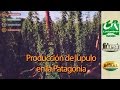 Producción de Lúpulo en Patagonia - Costumbres Rurales Nº 596