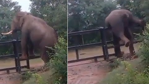 Elephant climbs over iron fence in forest, video goes viral on #twitter #elephant #viral #video