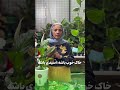 میدونی اگه خاک شور بشه چه سر گیاهان میاد آپارتمانی Plants زراعت 
