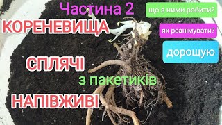 Кореневища з пакетиків. Як реанімувати? Частина 2 Дорощую