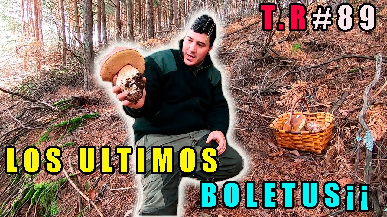 ⚠️Posiblemente los últimos boletus¡¡ 🍄 (montaña palentina)
