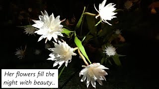 Exclusive My Epiphyllum Oxypetalum 'Queen Of The Night Cactus' in flower🌸🍃 You won't want to miss this! Details