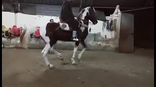 ترويض الحصان علي الرقص # الشيخ سعيد السني شاهد اجمل رقص حصان فلسطيني موصفات عاليا soarts#hisan