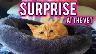 SUPRISE AT THE VETS ! | Thor the Cat's First Vet Visit by Paws to Journey 179 views 2 years ago 4 minutes, 58 seconds