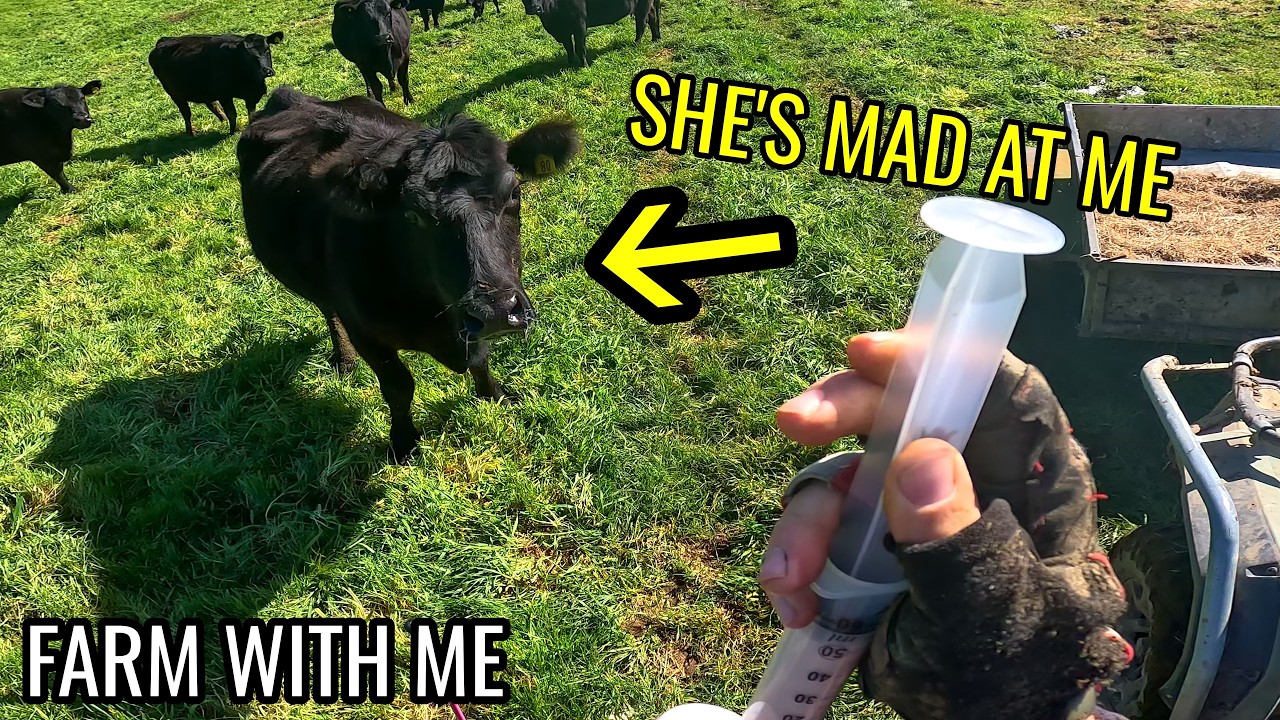 Calves with the Squirts | Treating Scours