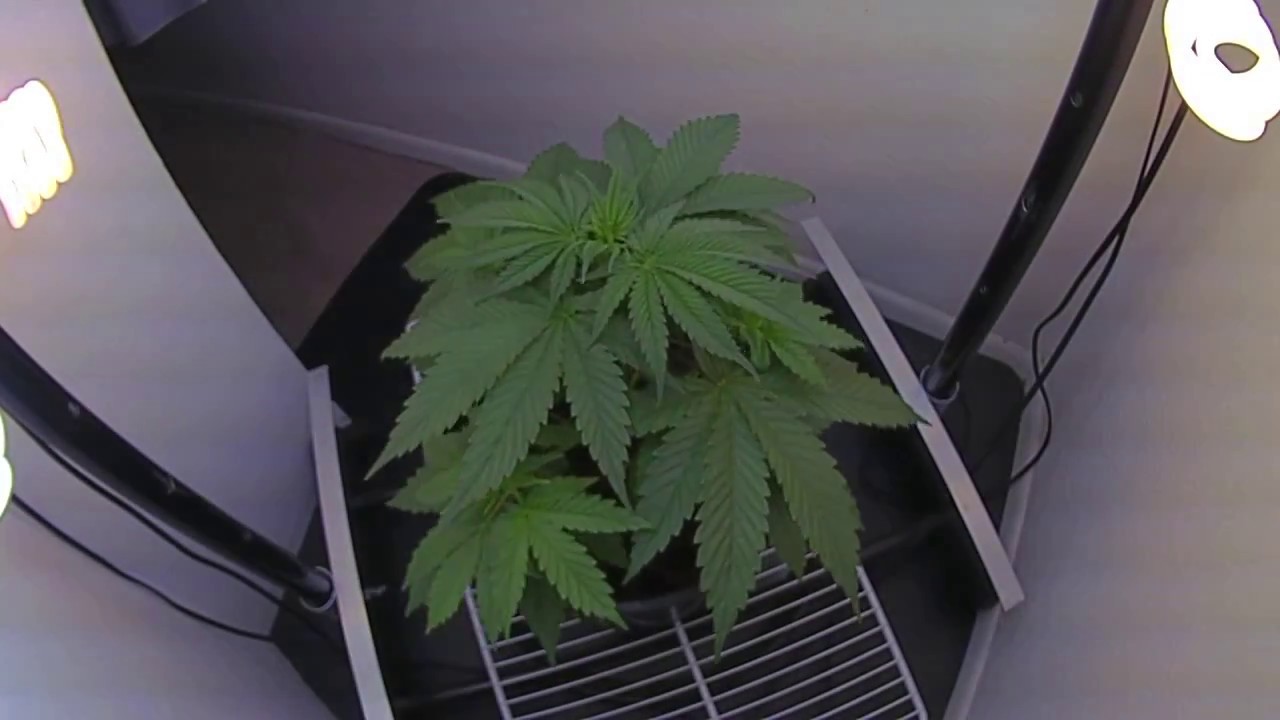 🌲 CFL grow - MBK3 - 30 day time-lapse