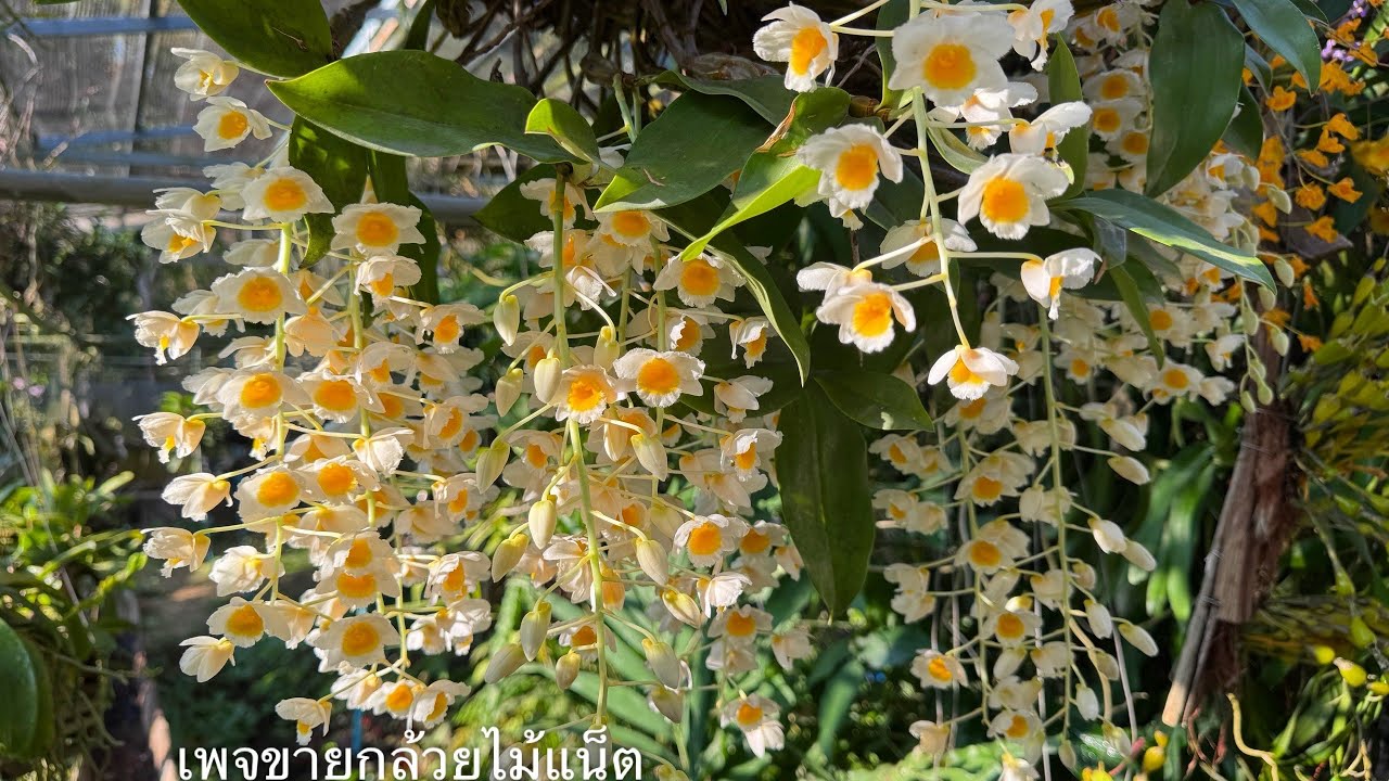 ขายกล้วยไม้ตอนที่ 28