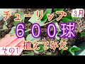 チューリップ600球植えてみた・１【ガーデニング】2021年