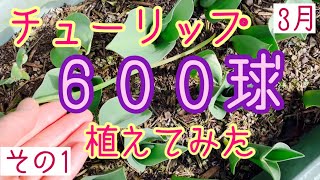 チューリップ600球植えてみた・１【ガーデニング】2021年