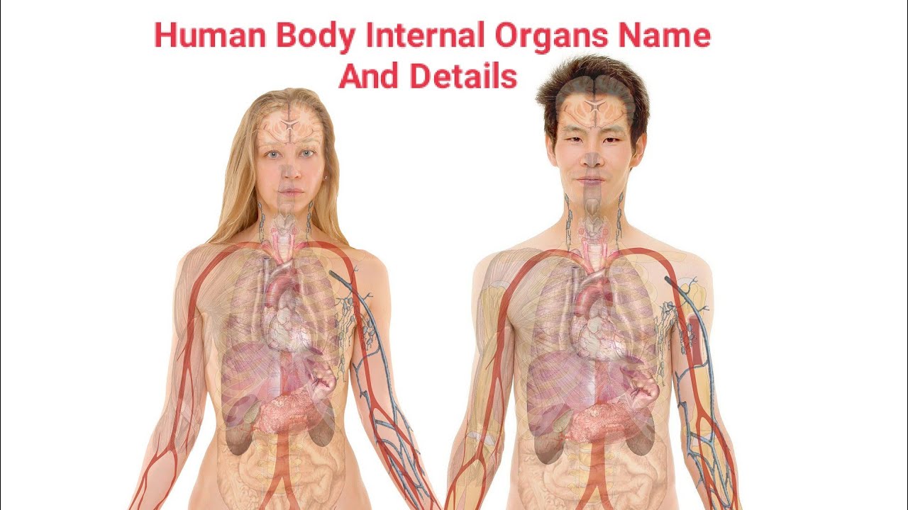 Human Body Internal Organs Name And Details Human Anatomy Animation Maxresdefault