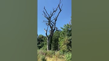 HUGE dead Tree cut down! #summer #treework #chainsaw #dangerous #deadly #felling #cool #hot #love