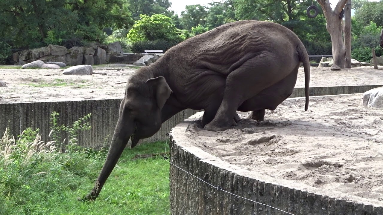 Elefant - Tierpark Berlin - sucht Futter. Elephant - Tierpark Berlin ...