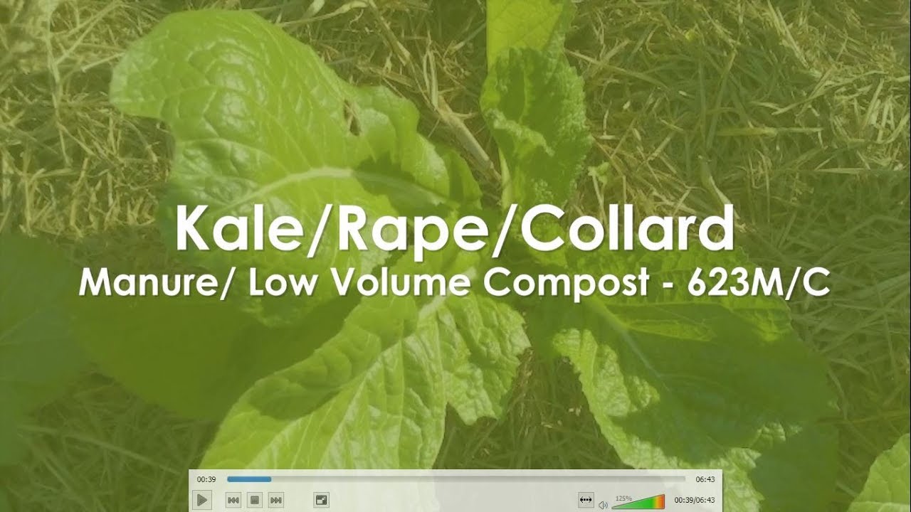 Kale, Rape, Collard Greens, Sukuma wiki - Manure 623MC