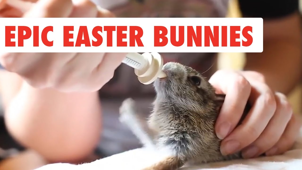 Epic Easter Bunnies Funny Pet Video Compilation 2017 YouTube