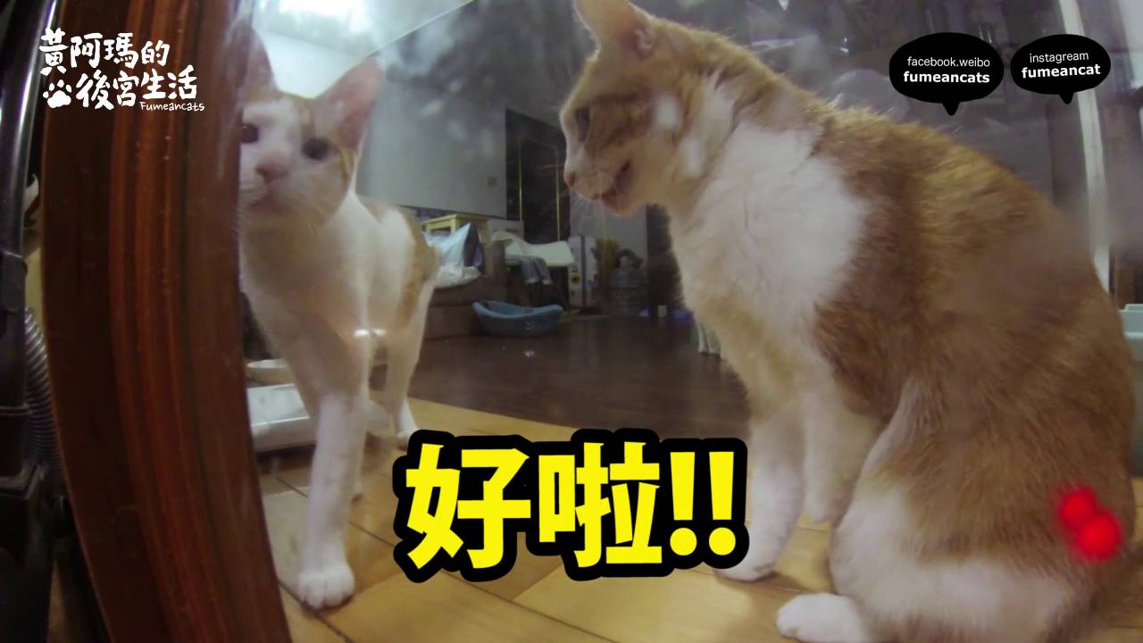 黃阿瑪的後宮生活-浣腸內心話～小心機