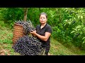 CEO harvests canarium fruit to cook traditional dishes .