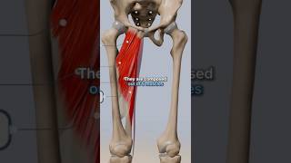 Adductor Muscles Anatomy And Exercises