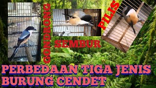 MEMBEDAKAN TIGA BURUNG CENDET GONDRONG SEMBUR dan PILIS