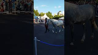 Выставка лошадей, Парк Дружба, 30 июля 2023 года, Орловская порода лошадей