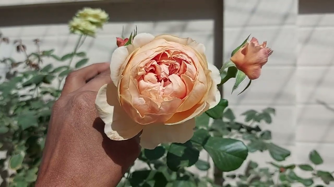 Masora Rose - Teizo Yoshiike - Japan + Heaven On Earth - Kordes - Germany ( Blooming ) 