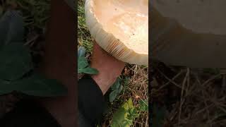 mushroom cup