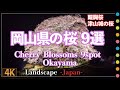 岡山県の桜巡り9選 醍醐桜 津山城の桜 久世トンネル桜 (Cherry Blossoms Okayama pref. JAPAN)