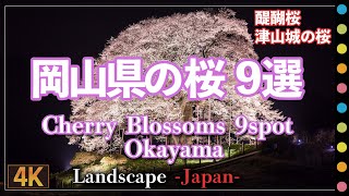 岡山県の桜巡り9選 醍醐桜 津山城の桜 久世トンネル桜 (Cherry Blossoms Okayama pref. JAPAN)