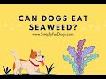 Is Seaweed Safe for Dogs? Understanding the Risks and Benefits