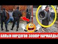 Аялын Кордогон Зөөкүр Калмалды!🥺😱