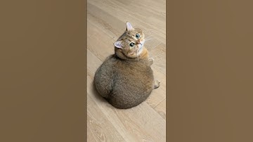 This Cat Has The Biggest Butt Ever 🍑