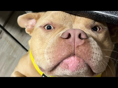 Everyone loves this dog except...