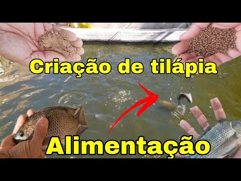 Vídeo: Com Criar Peixos Gara Rufu