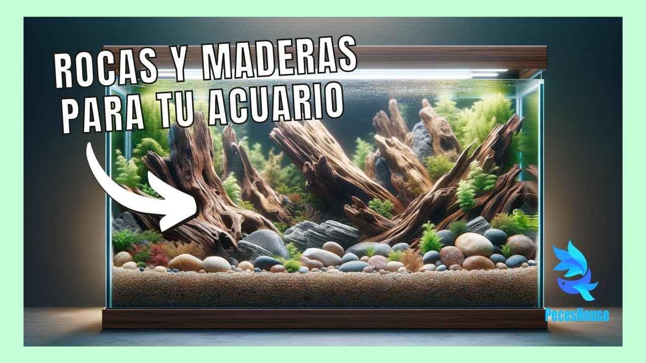ROCAS y MADERAS para tu acuario SELECCIÓN Y TRATAMIENTO YouTube