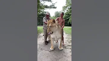 ¿Existe un medio león medio tigre?