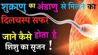 How Does Sperm Meet Female Cell To Form Embryo