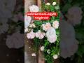 తలలో విషం దాచుకున్న పామునైనా నమ్మొచ్చుకానీ #trending #youtubeshorts #truewords #shorts