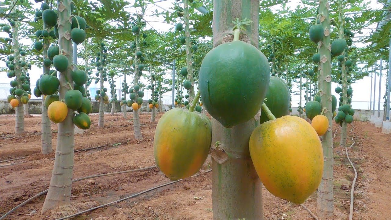 Polyhouse cultivation of Dawn delight and Red lady papaya YouTube