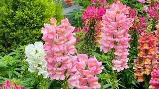 Vibrant Snapdragon 亮丽的啮龙花