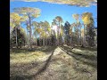 Aspen Forest in Fall, Flagstaff AZ, VR180 6k