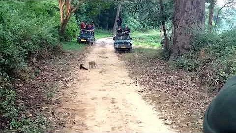 Yellow Throated Marten Attacking monkey(full version)Rarest scene -Corbett national park, India - DayDayNews