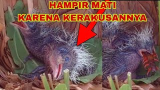 ANAK BURUNG BUT BUT ILALANG HAMPIR MATI SETELAH MAKAN LIPAN BESAR