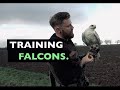 Training falcons for falconry