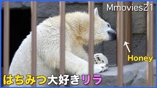 甘いはちみつの味に夢中 ホッキョクグマ リラ　その賢さに驚き